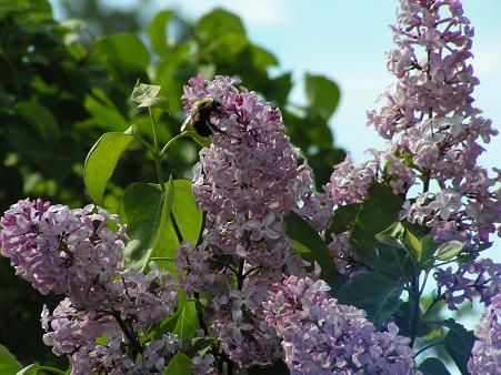 Bumble bee on the lilac!