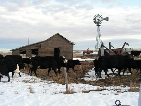 Cattle drive by the old homestead!