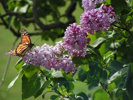 Butterfly on the lilac!