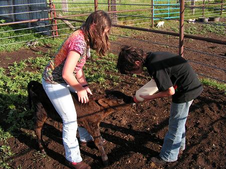 Feeding the calf!