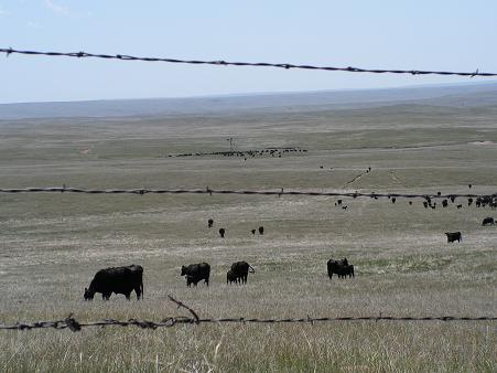 Getting the cattle to summer grass!